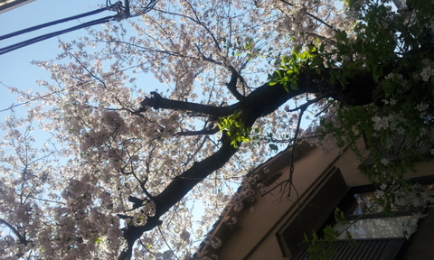 20120408_114300.jpg
