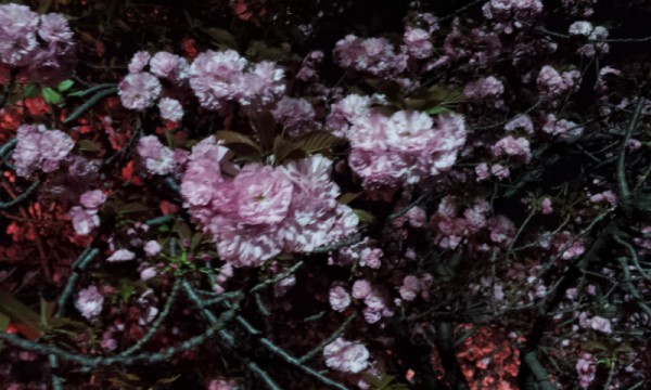 造幣局通り抜けの八重桜