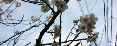 桜が咲いてました
