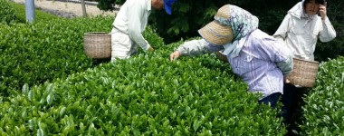 お茶摘みの様子