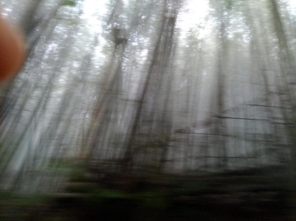 霧の杉林渓を彷徨う