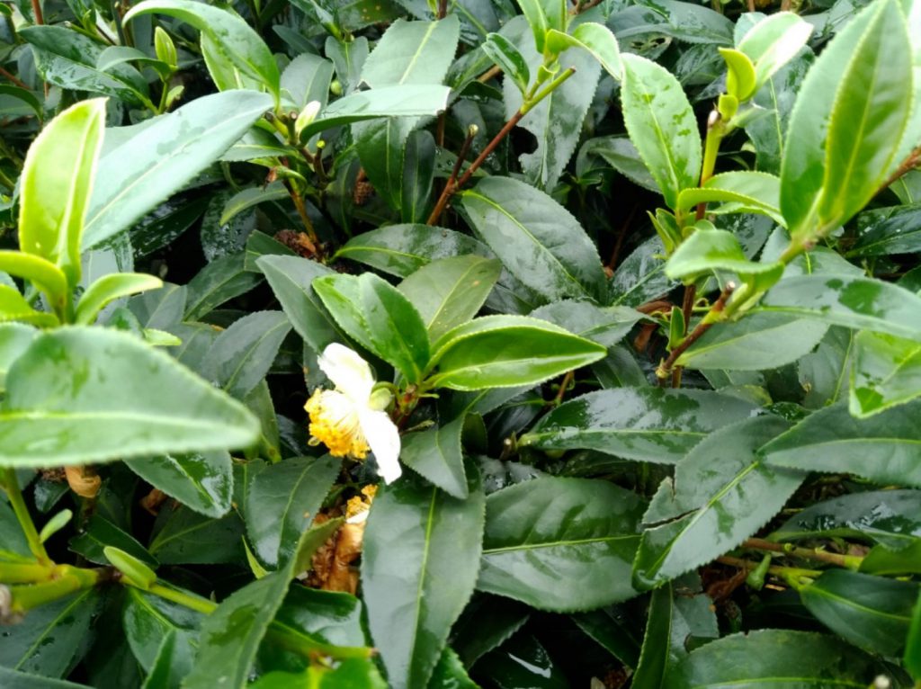 杉林渓ではお茶の花が